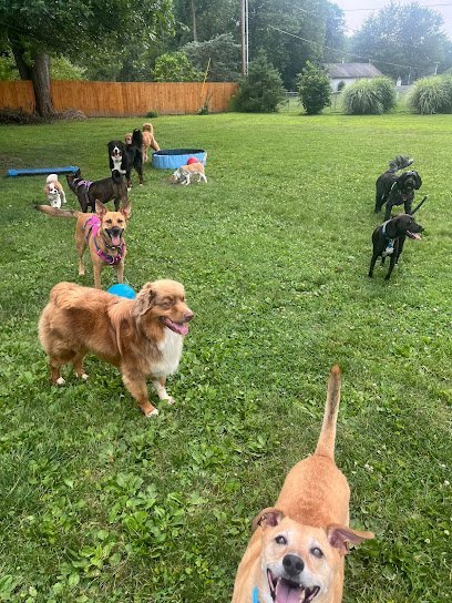 Dog day care in Westerville Ohio The Bark Barn 1