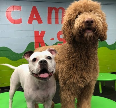 Dog day care in Westfield Massachusetts Camp K 9 1