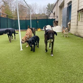 Dog day care in Westford Massachusetts Ruff House Dog Day Care 1