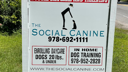 Dog day care in Westford Massachusetts The Social Canine 1
