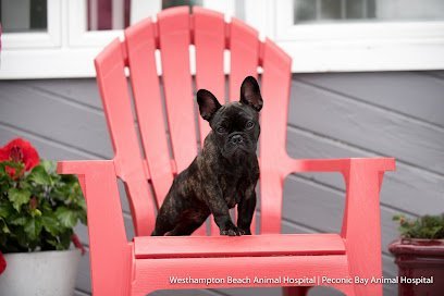 Dog day care in Westhampton Beach New York Westhampton Beach Animal Hospital 1