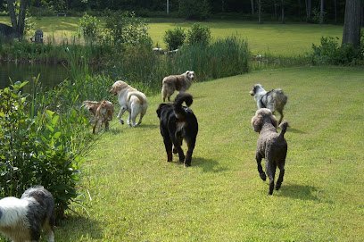 Dog day care in Westhampton Massachusetts The Grinning Dog LLC 1