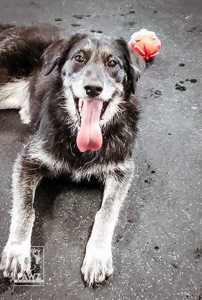 Dog day care in Westland Michigan Happy Pawz Resort 1