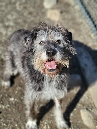 Dog day care in Westport Massachusetts Camp American Canine 1