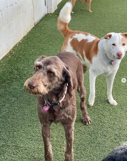 Dog day care in Wexford Pennsylvania Pups Playhouse 1