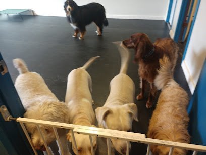 Dog day care in Weymouth Massachusetts Hometown Pet Resort LLC 1