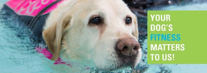 Dog day care in Wheaton Illinois K9 Swim Trim Inc  1