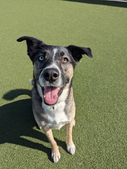 Dog day care in Wheaton Illinois The Canine s Voice 1