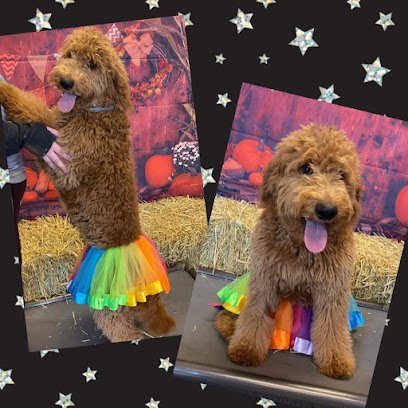 Dog day care in Wheeling Illinois Waggles Pet Resort 1