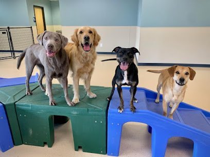 Dog day care in White Bear Lake Minnesota All Star Pet Hotel Day Care 1
