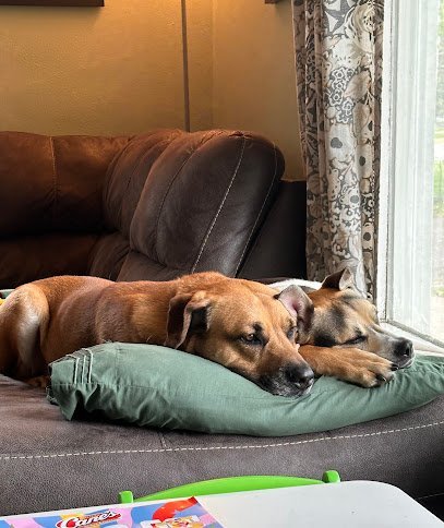 Dog day care in White Bear Lake Minnesota Goldwood Kennels 1