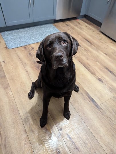 Dog day care in White Bear Lake Minnesota Pupper s Retreat 1