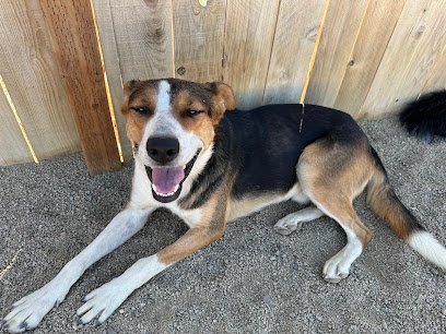 Dog day care in White City Oregon THE DOG HAUS 1