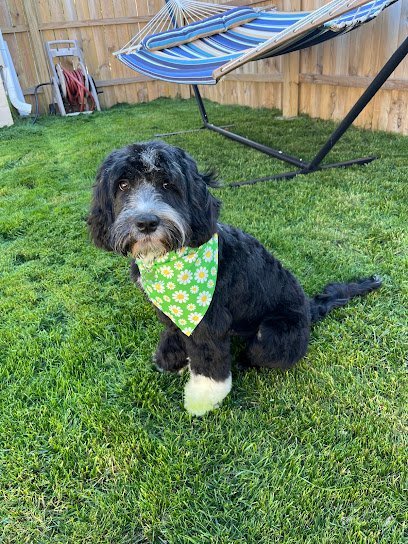 Dog day care in Whiting Indiana CMC Dog Care Services 1