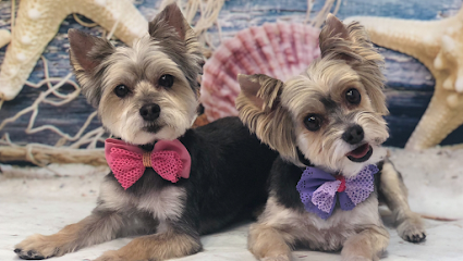 Dog day care in Wichita Falls Texas Brush Bath Beyond Pet Resort Spa 1