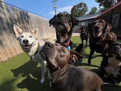 Dog day care in Wichita Kansas Doggy Daycare 1