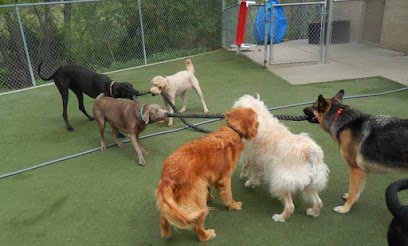 Dog day care in Wichita Kansas Heartland Play Stay 1