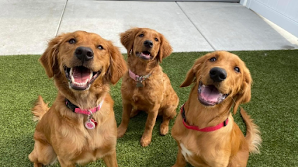Dog day care in Wichita Kansas Northridge Playcare and Boarding 1