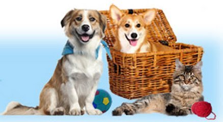 Dog day care in Williamsburg Michigan Bokhara Pet Resort Elk Rapids Williamsburg 1