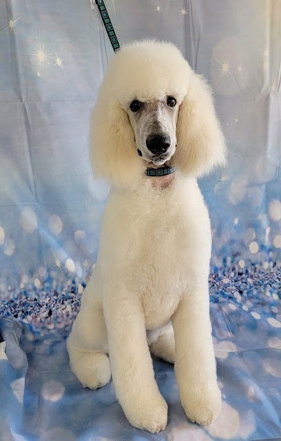 Dog day care in Williamsport Pennsylvania Oberjoch Boarding Grooming Kennels 1