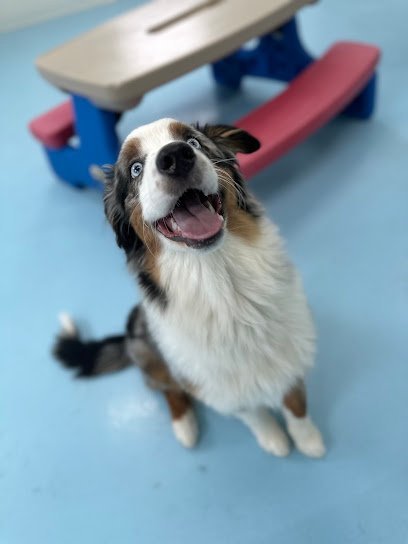Dog day care in Williamston Michigan Jorgensen s Doggy Barn 1