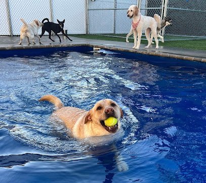 Dog day care in Wilmington North Carolina Animal House Wilmington 1