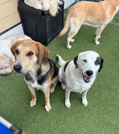 Dog day care in Wilmington North Carolina The Diggs at Paws Claws 1