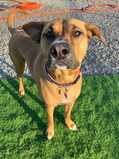 Dog day care in Winchester Tennessee Wags and Wiggles 1