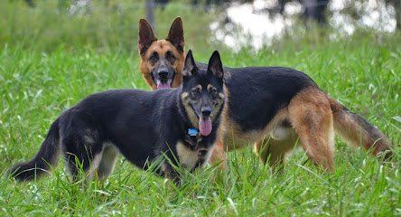 Dog day care in Winder Georgia Desperate Dogs