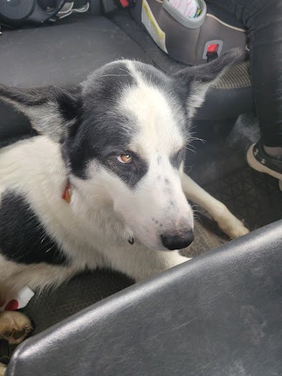 Dog day care in Windfall Indiana County Line K9 1