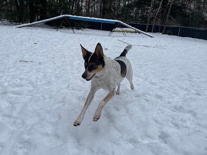 Dog day care in Windham Maine Pawsitive Canine Care Training LLC 1