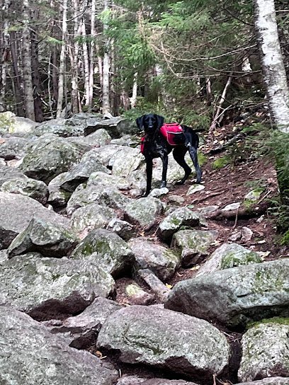 Dog day care in Windham Maine Pride Joy Kennels 1