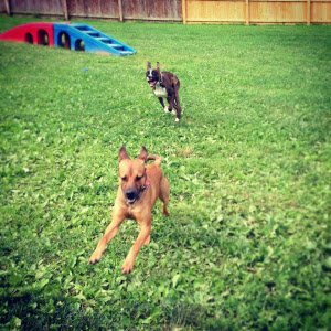 Dog day care in Windsor Mill Maryland Dogwood Pet Lodge 1