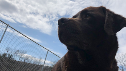 Dog day care in Windsor New York Stay Play Pet Care 1