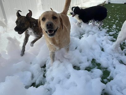 Dog day care in Wixom Michigan It s a Dog s Life Resort Spa 1