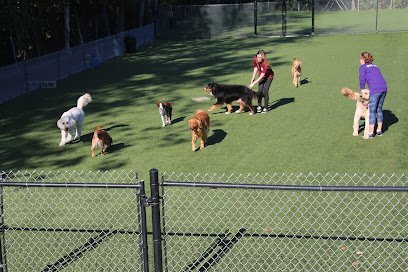 Dog day care in Woburn Massachusetts Pet Pals 1