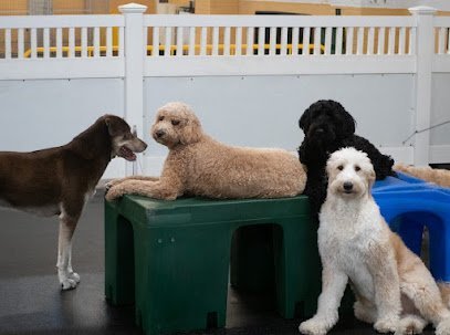 Dog day care in Woodmere New York Fido Fitness Club 1