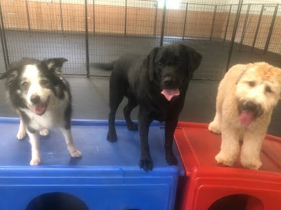 Dog day care in Woodstock Illinois Good Dog Academy Daycare 1