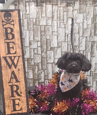 Dog day care in Worcester Massachusetts Waggerz  Lounge 1