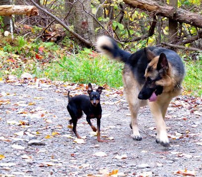 Dog day care in Wurtsboro New York Dog Obedience Group Boarding Training Daycare 1