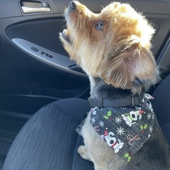 Dog day care in Wylie Texas Cloud Nine Pet Resort and Spa 1