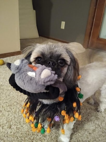 Dog day care in Yankton South Dakota Red Hydrant Inn and Playground 1