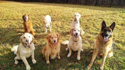 Dog day care in York Maine it s a dog s world 1
