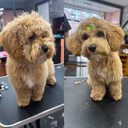 Dog day care in York Pennsylvania Vibrissae LLC 1