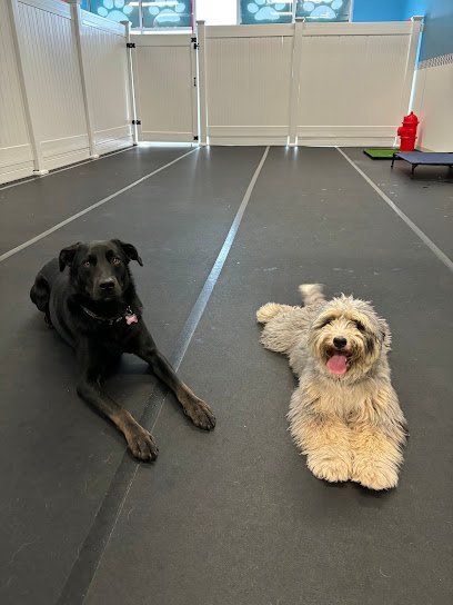 Dog day care in Yorkville Illinois Zooomies 1