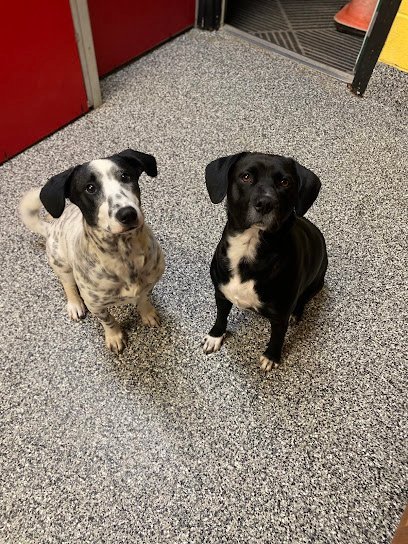 Dog day care in Youngstown Ohio Canine Cove Pet Resort LLC 1