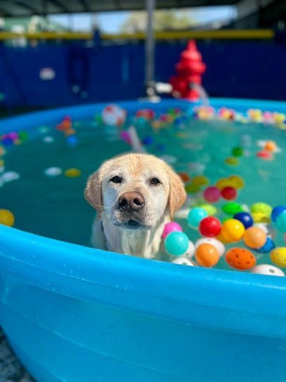 Dog day care in Zachary Louisiana Y Farms Adventure Unleashed 1