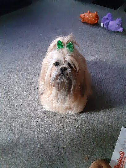 Dog day care in Zanesville Ohio Gone To The Dogs 1