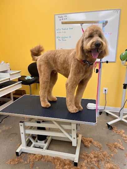 Dog day care in Zebulon Georgia Bark Avenue Dog Grooming LLC