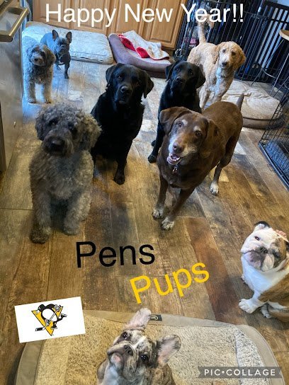 Dog day care in Zelienople Pennsylvania Doggofit 1